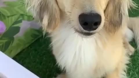 Cute Indian Puppy Doing Prank