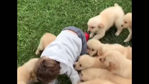 A bunch of puppies are chasing me