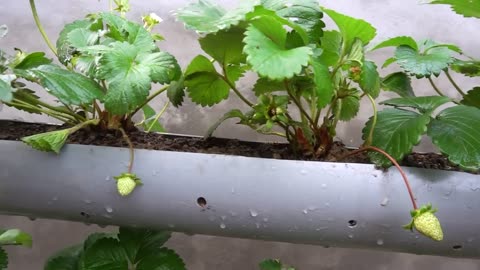 Create a Hanging Strawberry Garden with Just a Pipe and Two Secret Ingredients