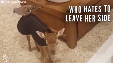 Baby Deer Who Lost Her Mom Befriends A Pigeon