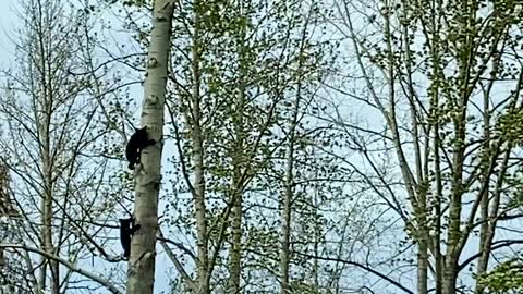 Alaskan Black Bear Cubs Climbing a tree together