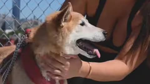 Funny Dog 😂 Cute Dog Beautiful Girl Playing With Cute Dog 🐕