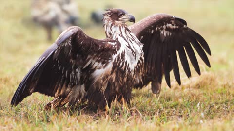 Top 10 Biggest And Largest Eagles