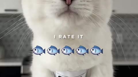 Cute cat video