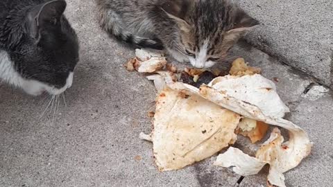 Cat with kitty have dinner