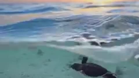 Wow, Amazing Footage Of Baby Turtle Swimming For The First Time