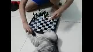 cat play chess