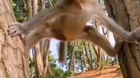 How To Make Fun With Monkeys - Everyday Monkey Funny Videos