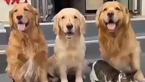 funny video of cats and dogs taking pictures for family