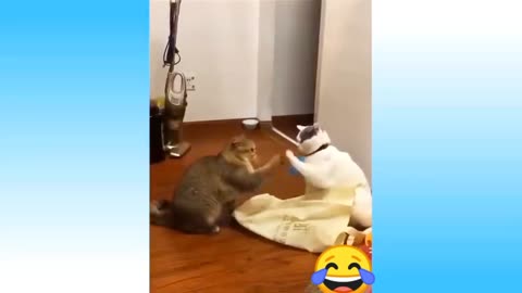 Cats Play Time 😁🤣🤣
