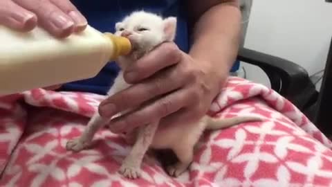 Two-week-old kittens eatsin bottle-feeding