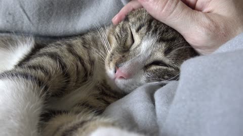 Rudolph the Little Cat Purrs when Happy