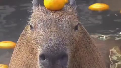 The capybara's head can hold up everything