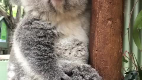 Cute koala