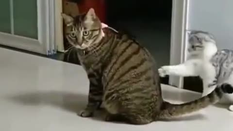 Watch this cute little cat..This is so hilarious! 😂