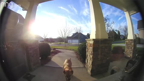 Watch How This Dog Uses a Ring Video Doorbell to Get Back In The House | RingTV