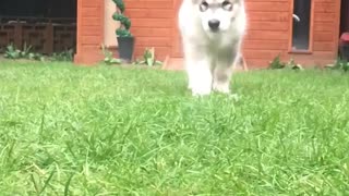 Cute dog slow mo