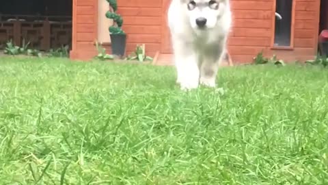 Cute dog slow mo