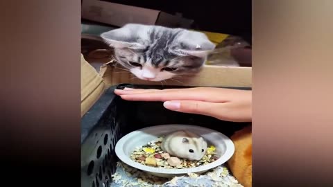 Cutest Cat Funny Video 🤣🤣