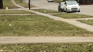 Cow Charges Towards People in Rockford