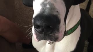 Black and white dog eats food out of owner's hand