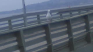 Seagull walking on the Ocean Beach Pier