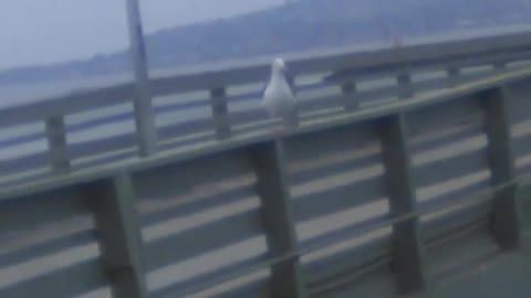 Seagull walking on the Ocean Beach Pier
