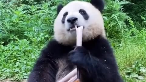 Panda eat, funny