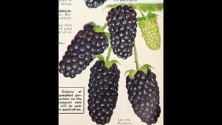 Bonus 3 Arkansis Blackberry Breeding Program Pedigree