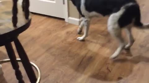 Luna walks backward when called