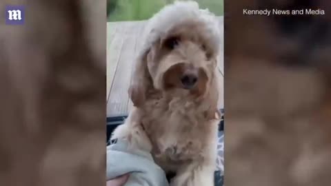 Very polite cockapoo dog wont enter home until.