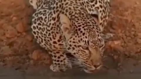 Leopard 🐆🐆 #shorts #short #shortsfeed #youtubeshorts #viral #animals #ytshorts #youtube