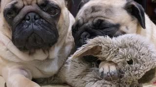 Pugs After Dinner Just Before Playtime