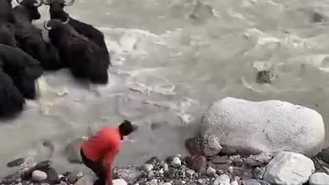 how yak crossing cold river in pakistan