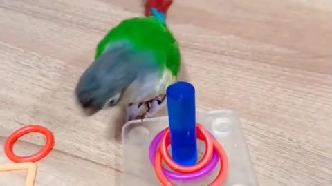 Parrots love to play