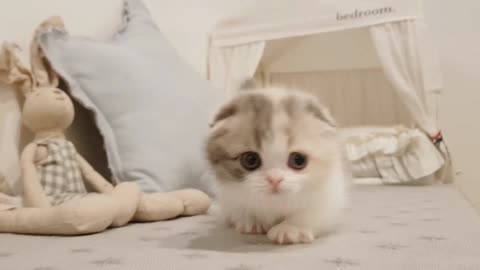 cute kitten videos short leg cat . fofo