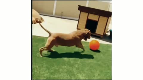 Smart dog plays round of connect four against his owner