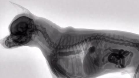 Dog eating foods in x-ray view