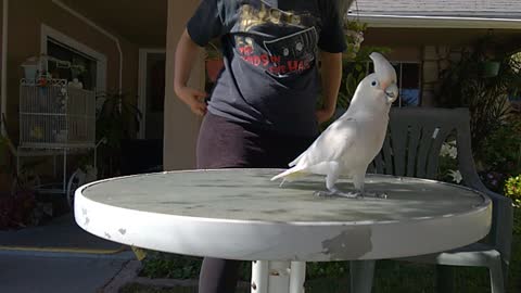 Frankie the cockatoo in slow mo silliness