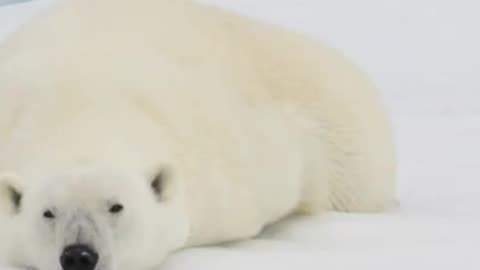 Magic Behind Polar Bear Using Physics