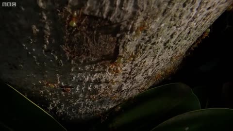 Ants Battle to Protect Their Fortress | Life Story | BBC Earth