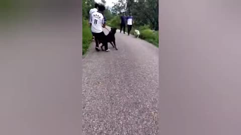 Rottweiler vs Labrador