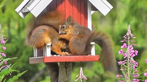 CUTE & FUNNY SQUIRREL VIDEO