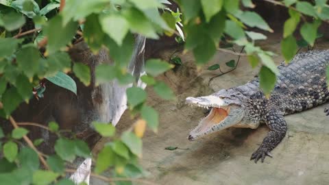 Crocodile with open mouth and big teeth. Vising zoo