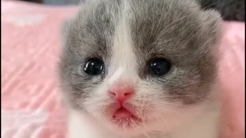 Little Cat so cute