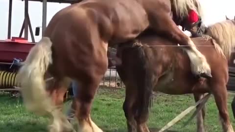 Big Horse Mating