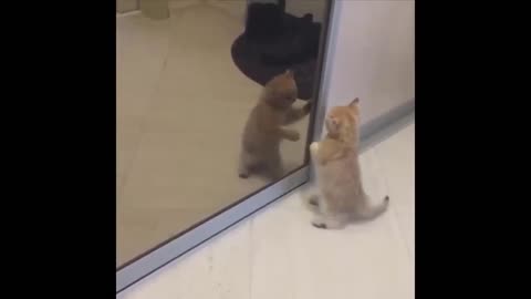 Kitten playing for the first time in front of a mirror