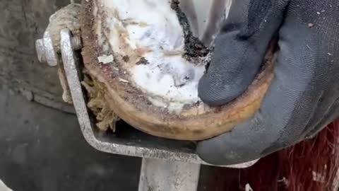 Oddly satisfying hoof restoration