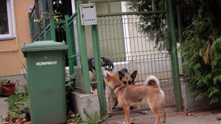 Overexcited Husky and Angry German Shepherd vs. a Relaxed Shiba Inu