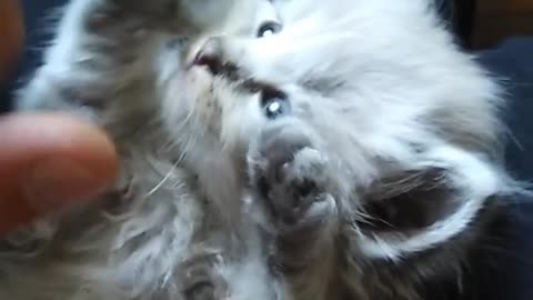 cute baby cat in hand funey video